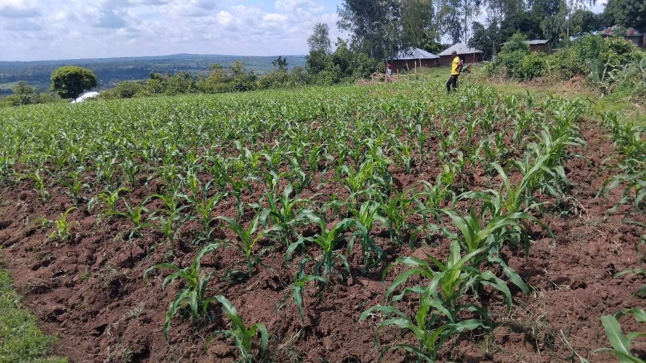 Maize fields in Bondo, Kenya